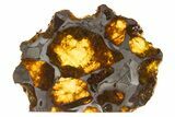 Polished Imilac Pallasite Meteorite ( g) Slice #334657-1